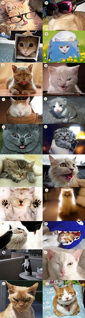 Imágen divertida de Emoticones y Gatos